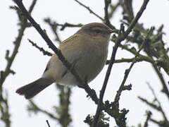 Common Chiffchaff