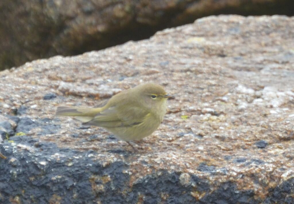 Common Chiffchaffadult