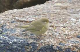 Common Chiffchaff