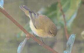 Common Chiffchaff