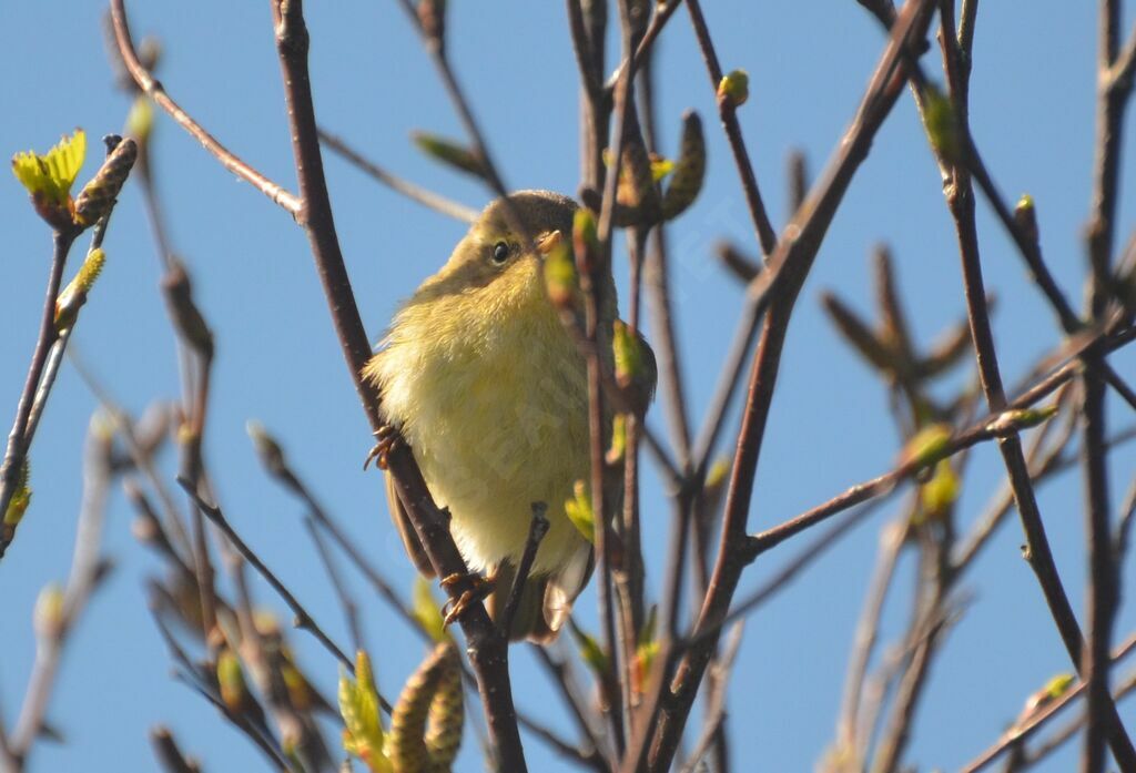 Common Chiffchaffadult