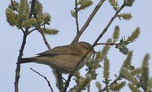 Common Chiffchaff