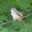 Prinia modeste