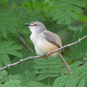 Tawny-flanked Prinia