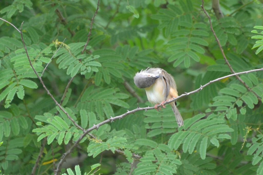 Prinia modeste