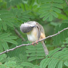 Prinia modeste