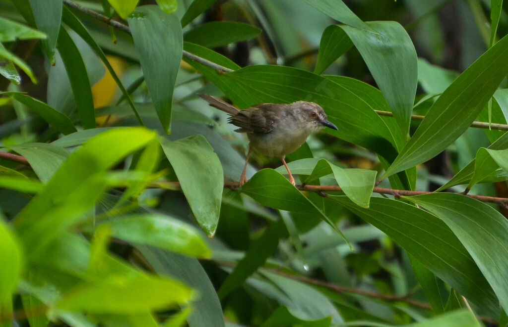 Prinia modesteadulte