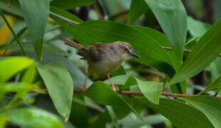 Tawny-flanked Prinia