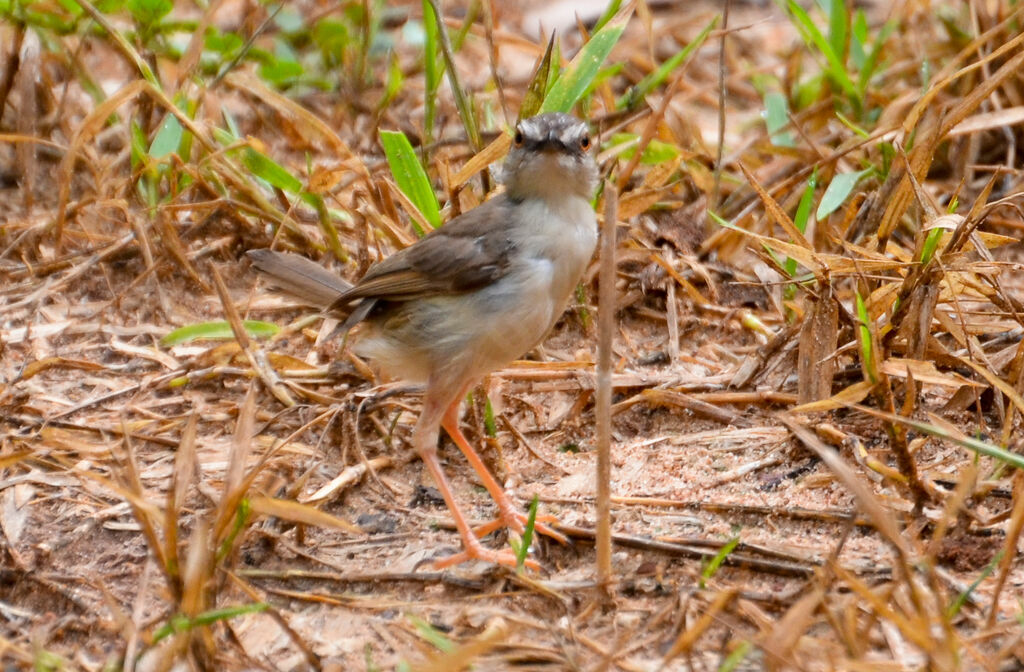 Tawny-flanked Prinia