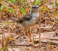 Prinia modeste