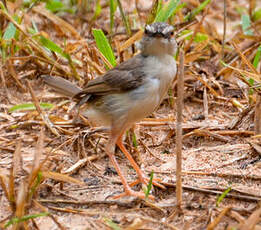 Prinia modeste