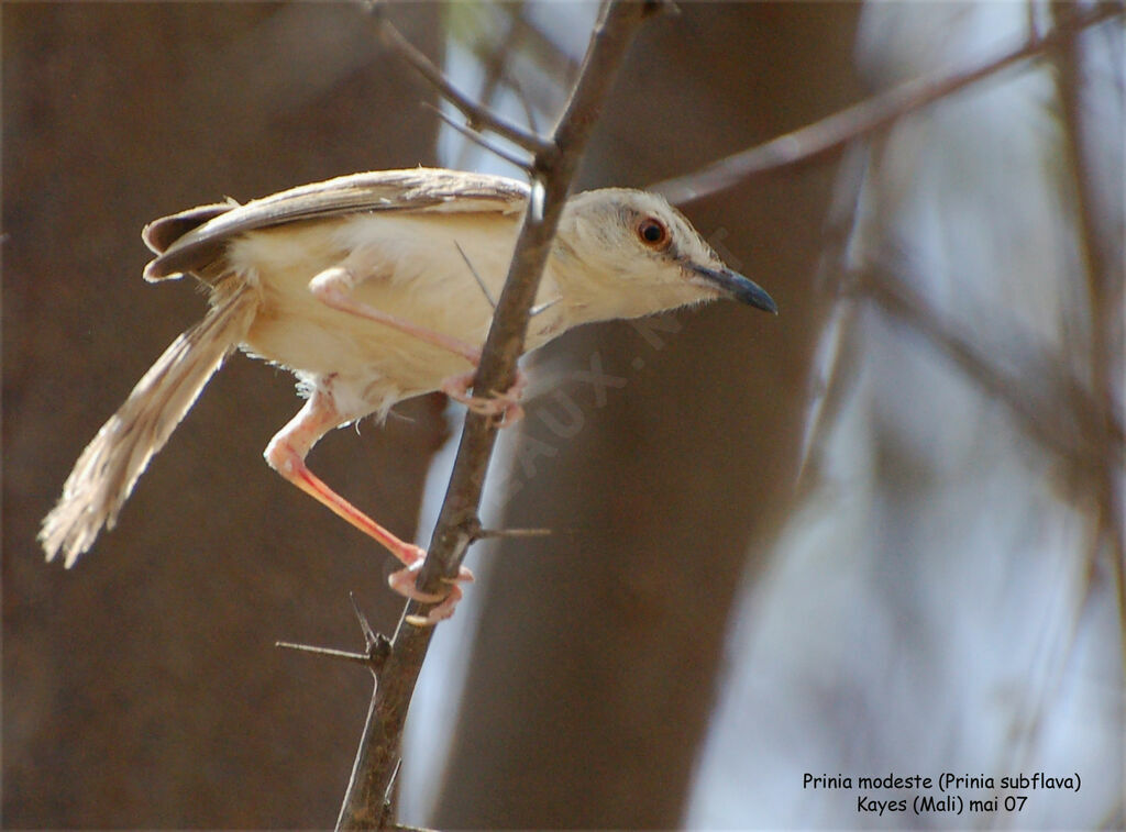 Prinia modeste