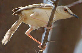 Tawny-flanked Prinia