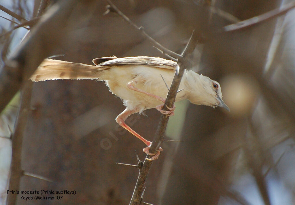 Prinia modeste