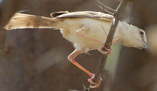 Tawny-flanked Prinia