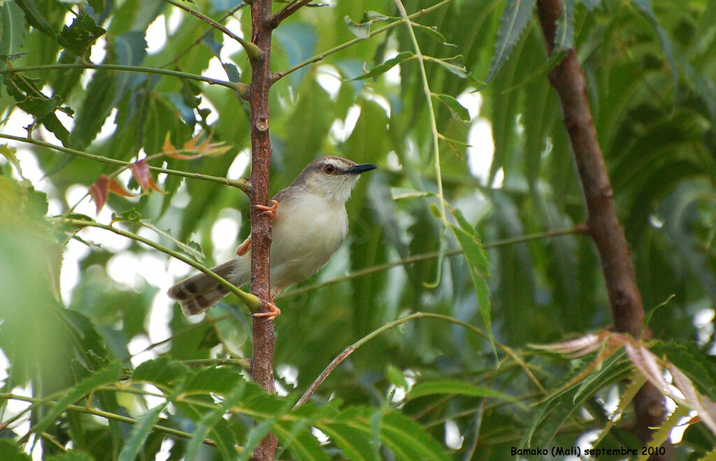 Prinia modesteadulte, identification