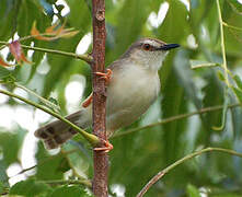 Tawny-flanked Prinia