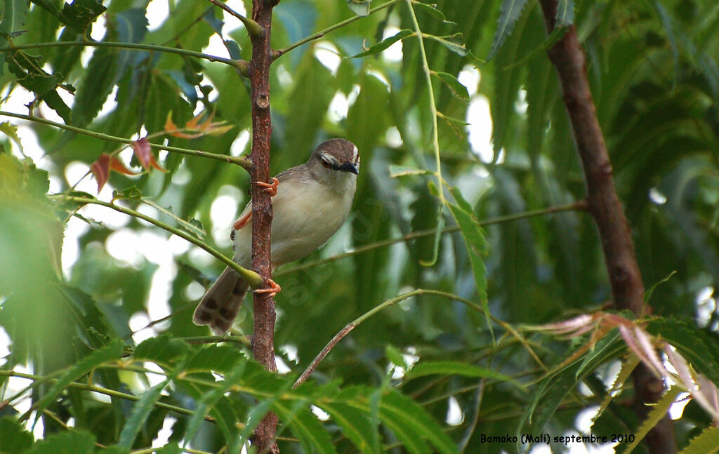 Prinia modesteadulte, identification