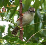 Tawny-flanked Prinia