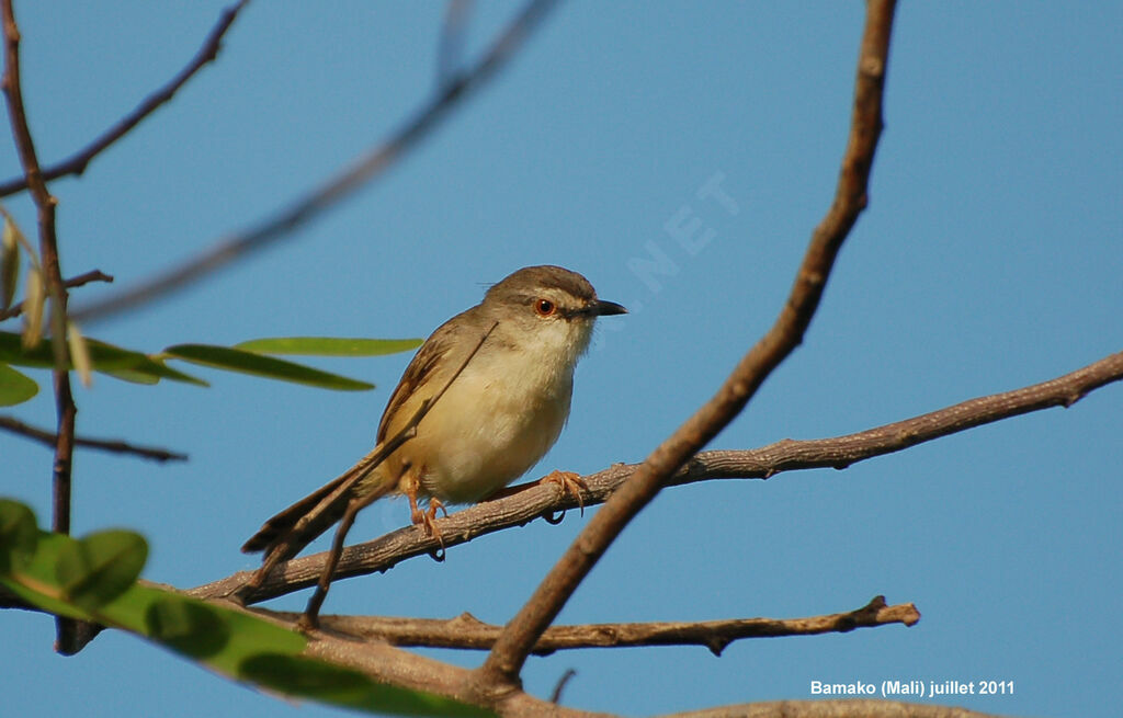 Prinia modesteadulte nuptial, identification