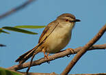 Prinia modeste