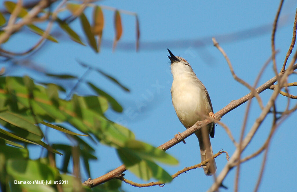 Prinia modesteadulte nuptial, chant