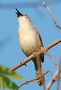 Prinia modeste