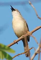 Prinia modeste