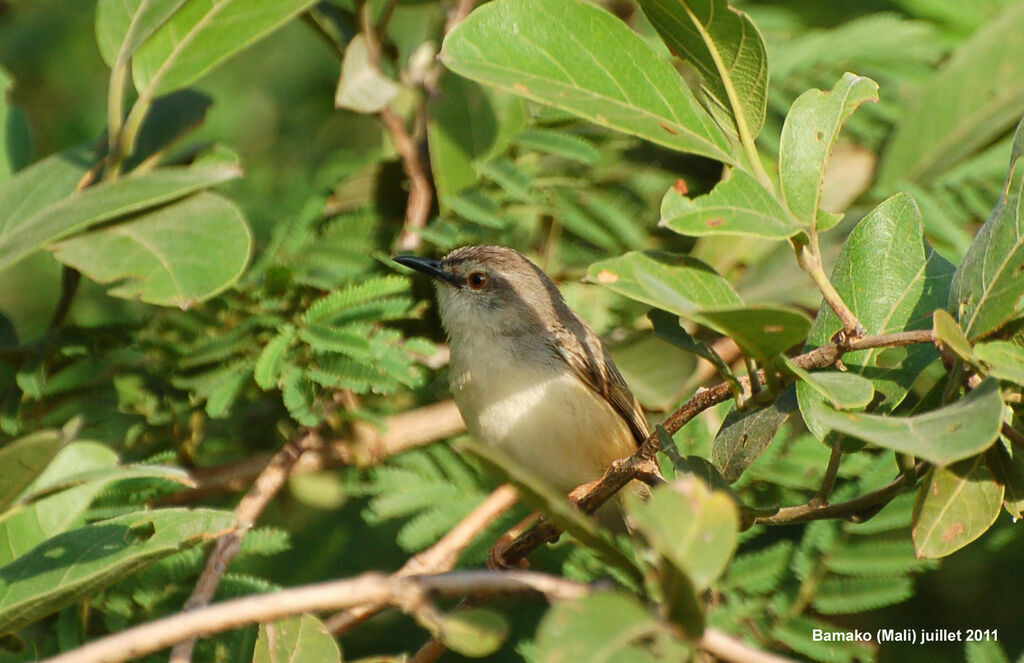 Prinia modesteadulte nuptial