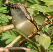 Tawny-flanked Prinia