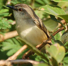 Prinia modeste