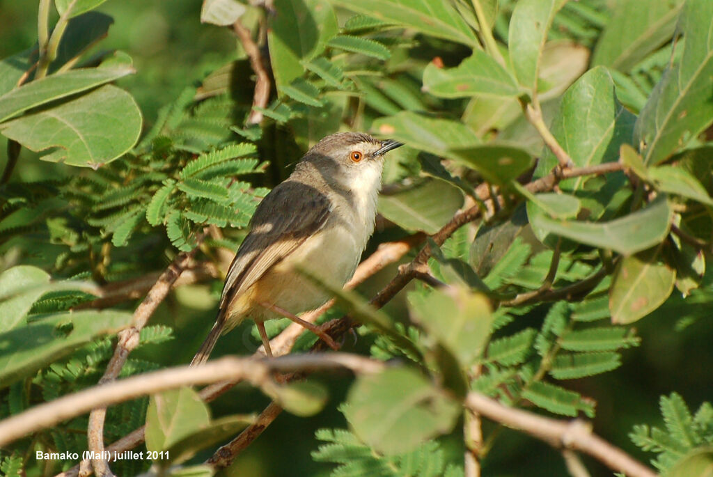 Prinia modesteadulte nuptial