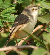 Tawny-flanked Prinia