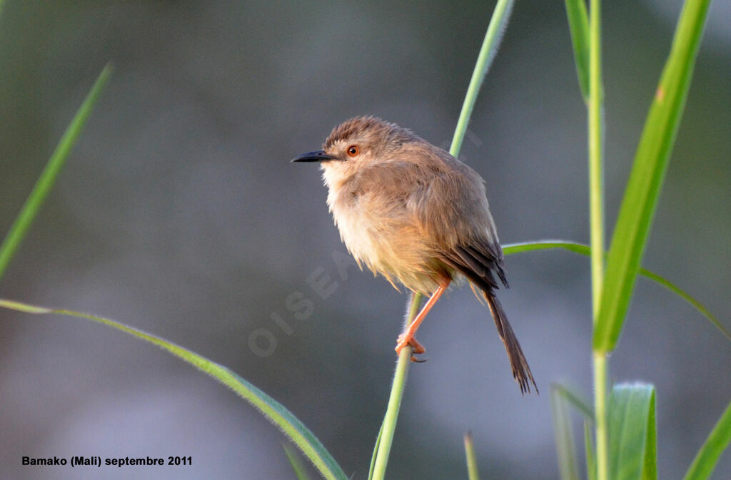 Prinia modesteadulte nuptial