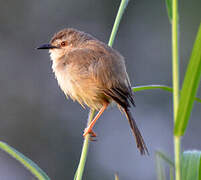 Tawny-flanked Prinia