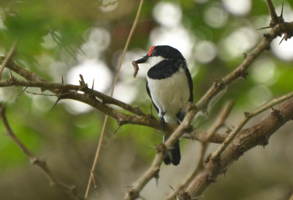 Brown-throated Wattle-eye male adult