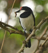 Brown-throated Wattle-eye