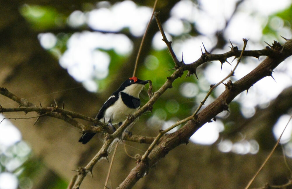 Brown-throated Wattle-eye male adult, identification