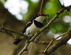 Brown-throated Wattle-eye