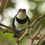 Brown-throated Wattle-eye