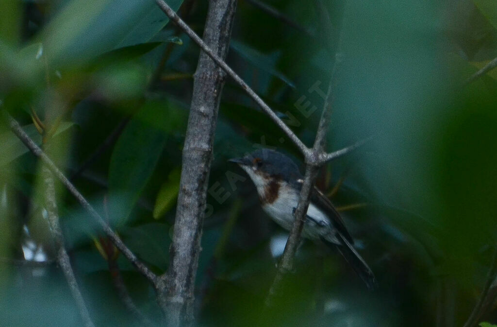 Brown-throated Wattle-eyeimmature, identification