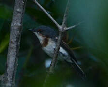 Brown-throated Wattle-eye