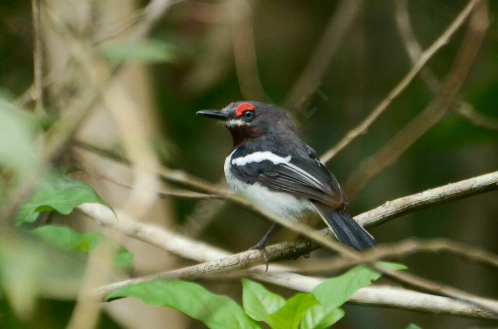 Brown-throated Wattle-eye female, identification