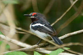 Brown-throated Wattle-eye