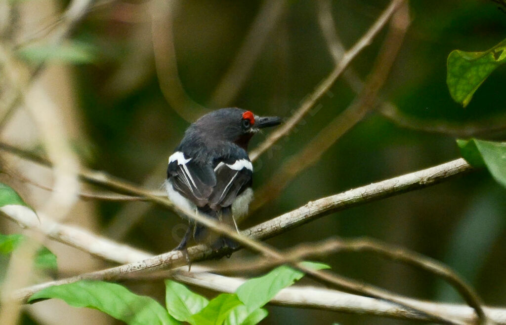 Brown-throated Wattle-eye female adult, identification