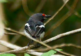 Brown-throated Wattle-eye