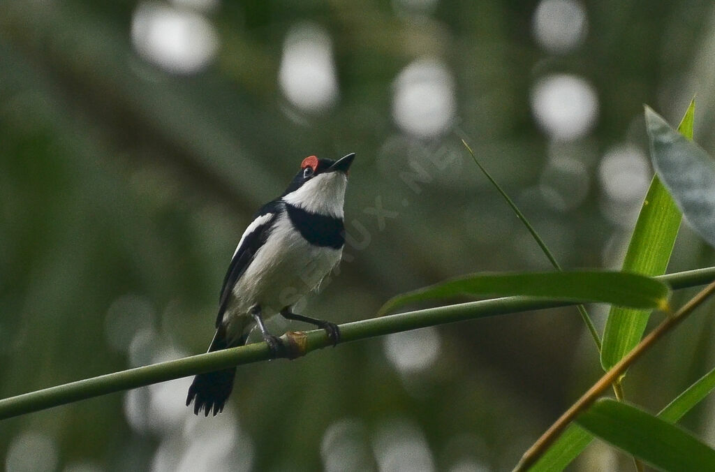 Brown-throated Wattle-eye male adult, identification