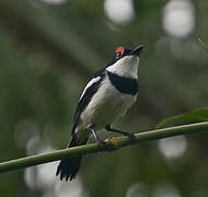 Brown-throated Wattle-eye