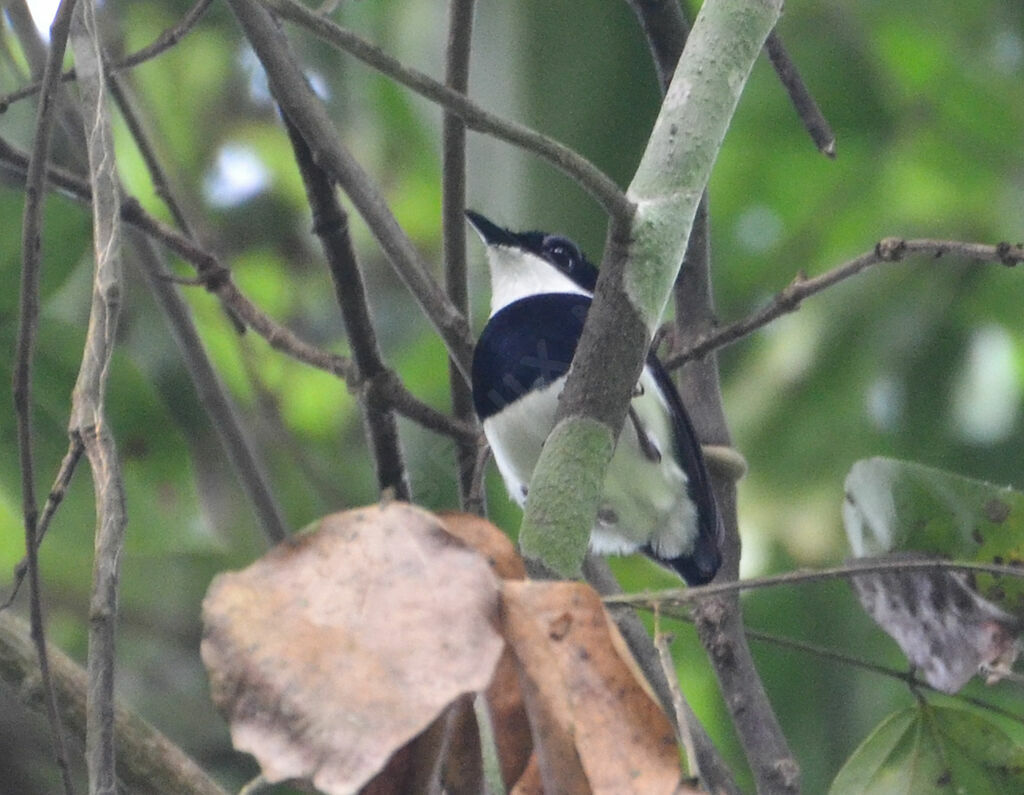 Chestnut Wattle-eye male adult