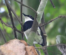 Chestnut Wattle-eye